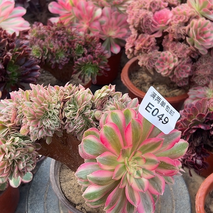 049号荔枝坠化法师多肉