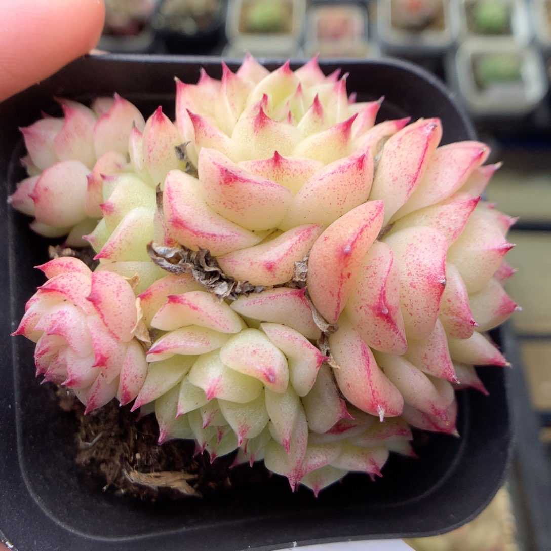 E78y y y y y y y y y