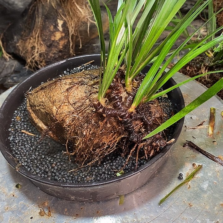 彤***友无花朵石菖蒲在哪都要