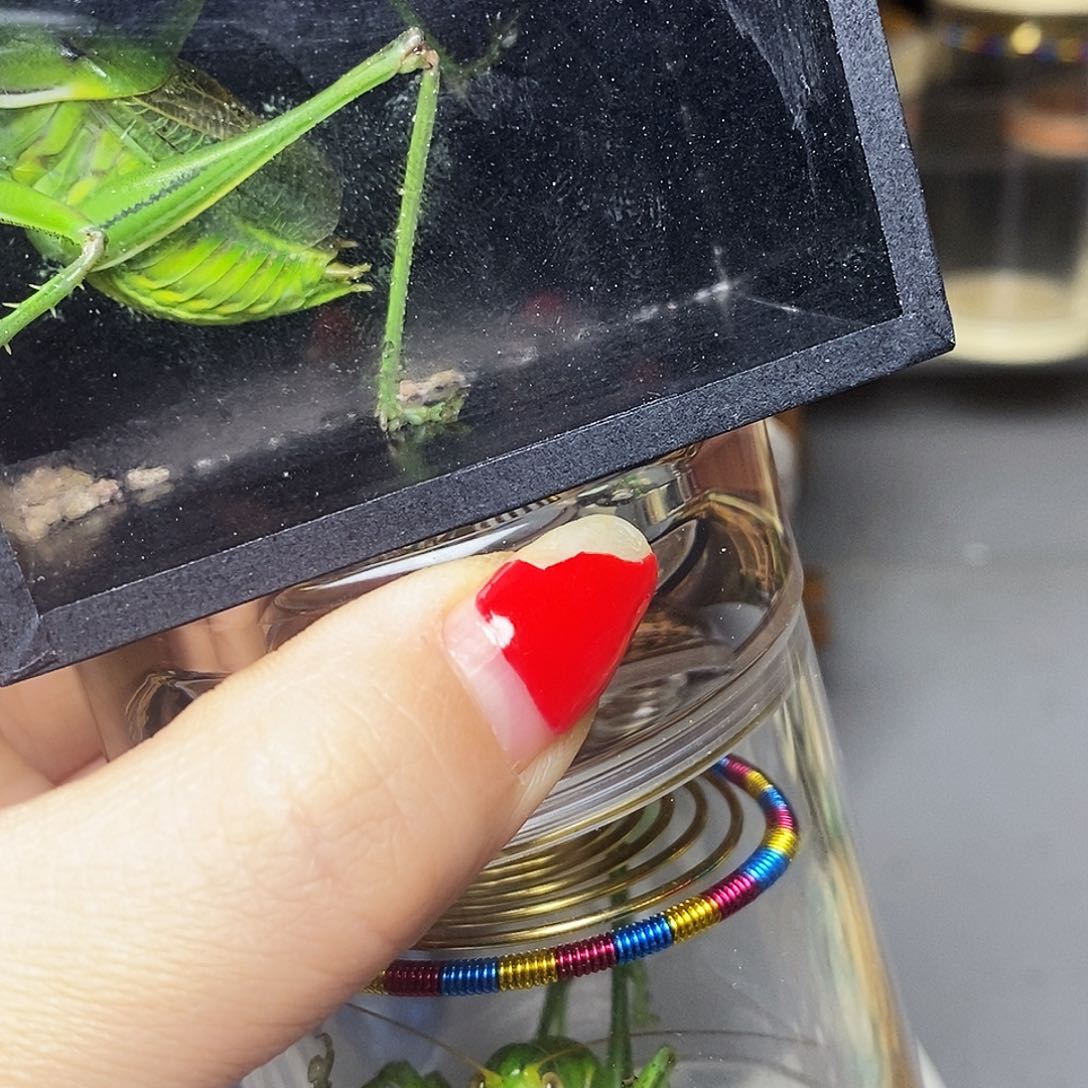 老王罐加绿蝈蝈哈哈哈哈哈