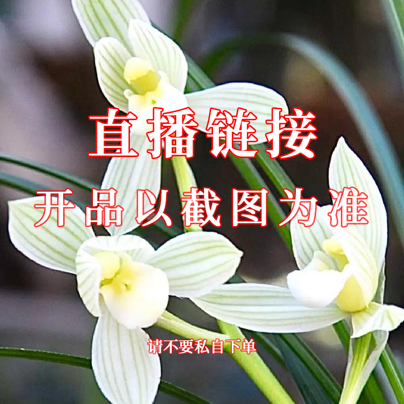 九十 兰花绿植建兰春兰莲瓣兰直播一物一拍