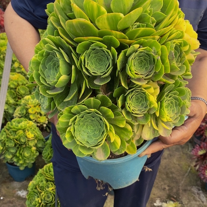 简*?五彩琉璃多肉1颗多肉