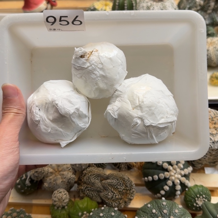 兜星球仙人球956号