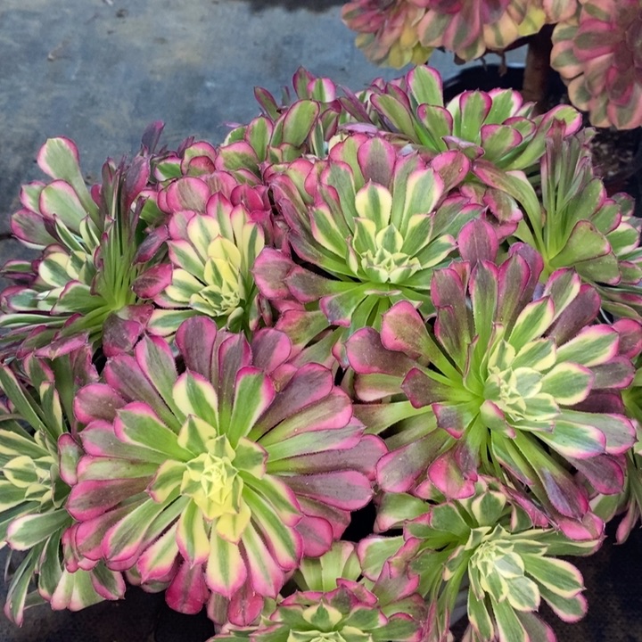 天河多肉植物69。 