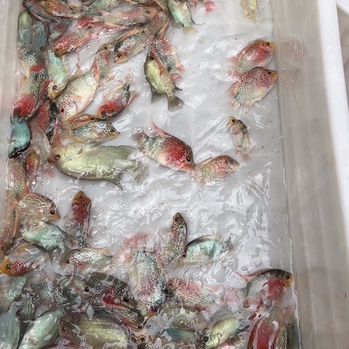 罗汉鱼28.8//////条