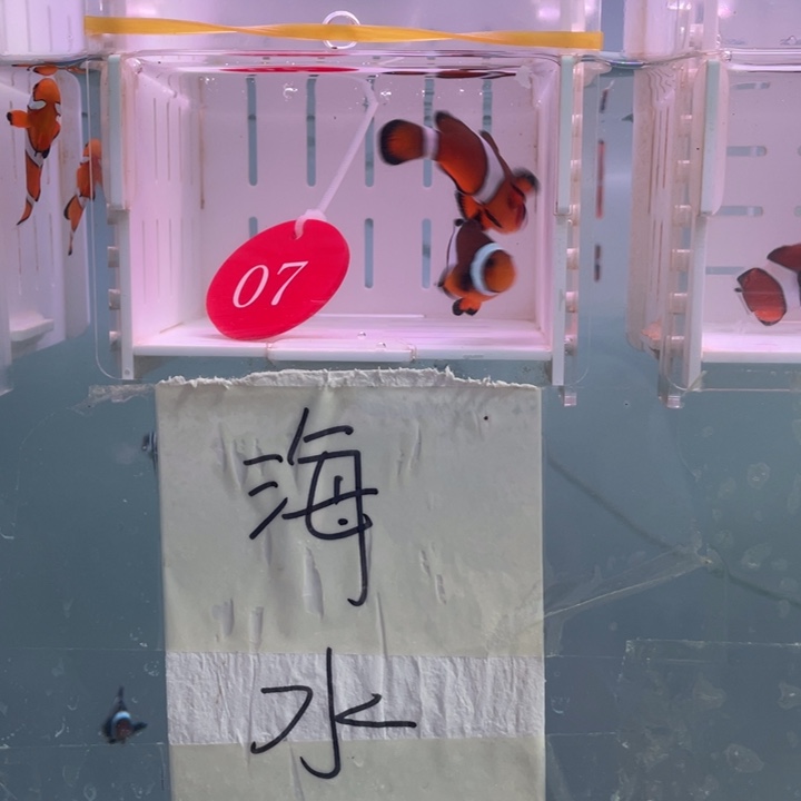 海水鱼精品玛瑙一对4-5