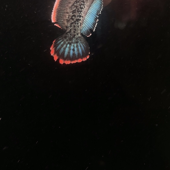 海水鱼鬼王蓝宝石雷龙