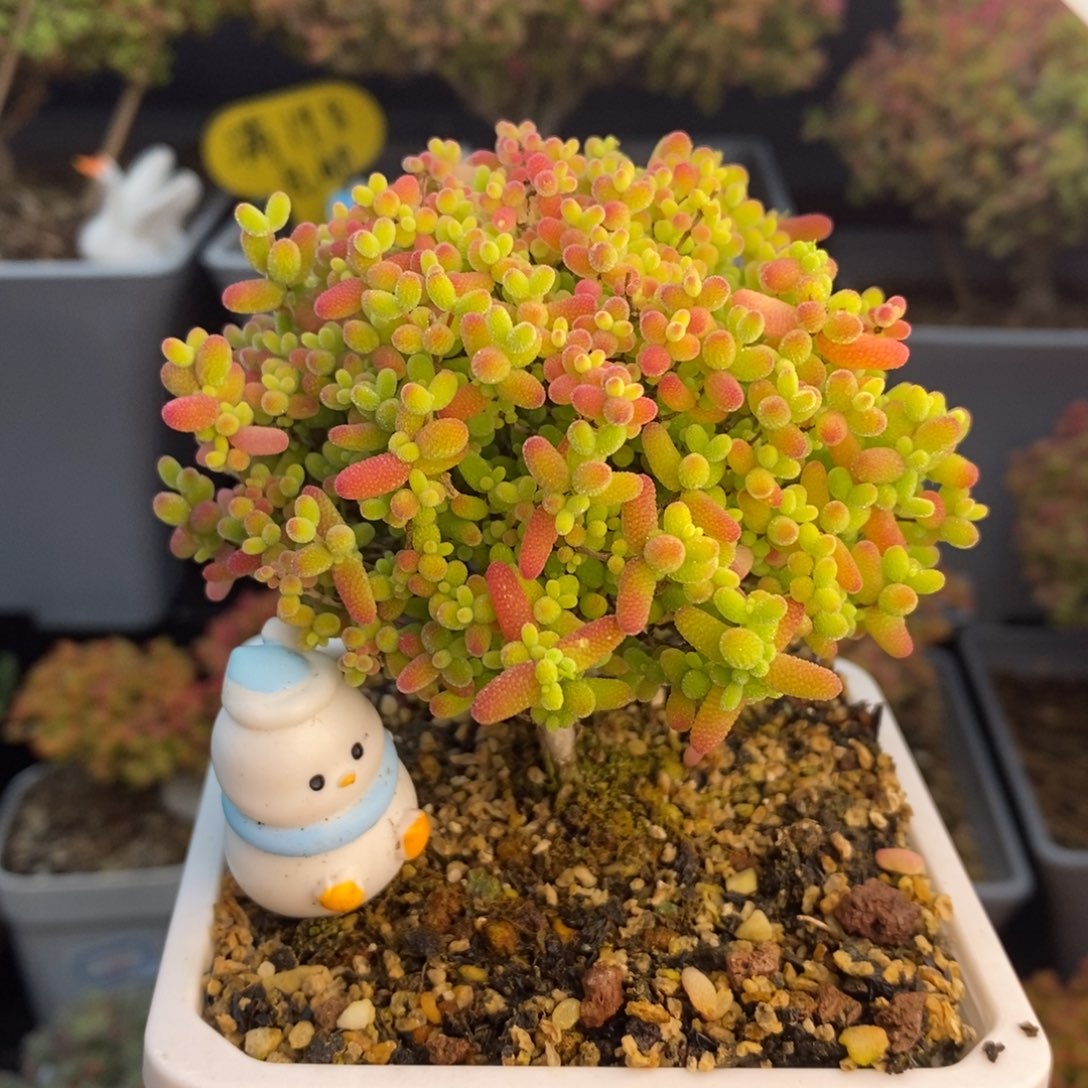 无花朵15号蜜橘糖球