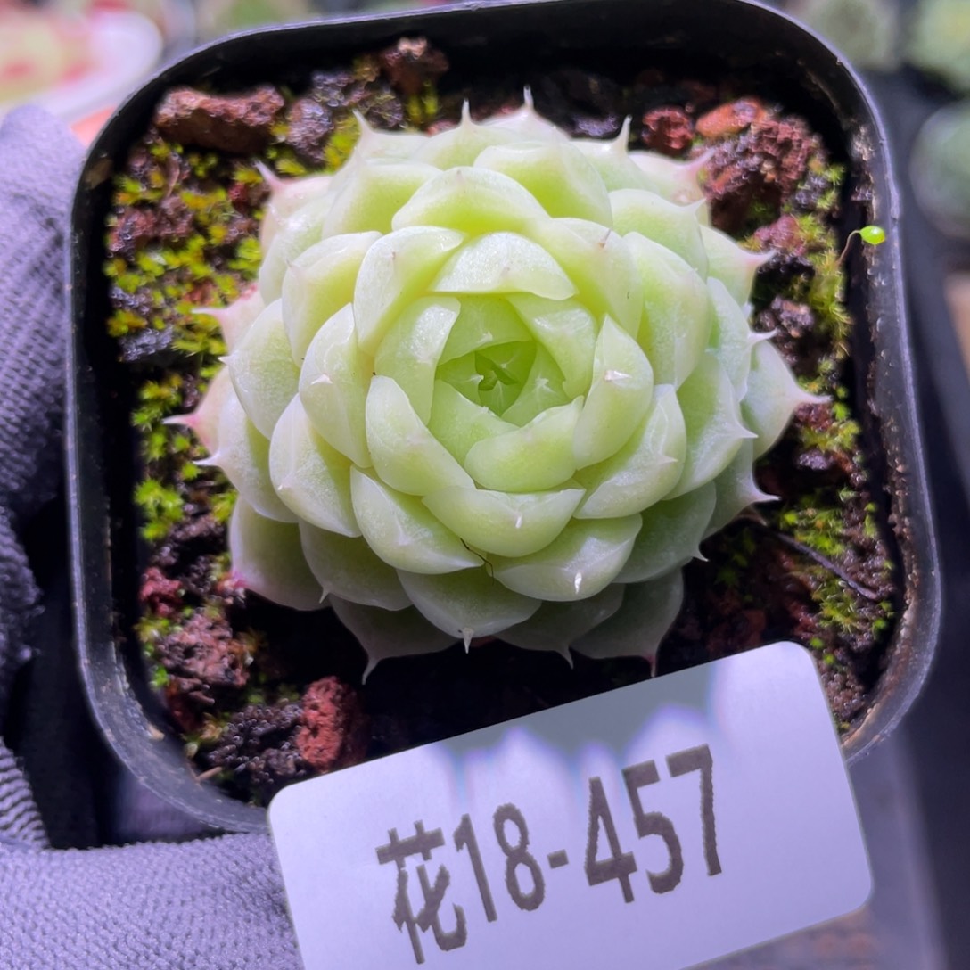 花利美18-457麦秆