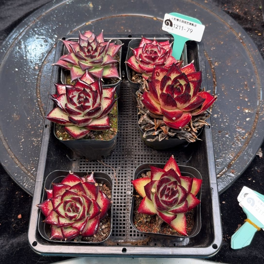 从前慢多肉精选编号1211.79