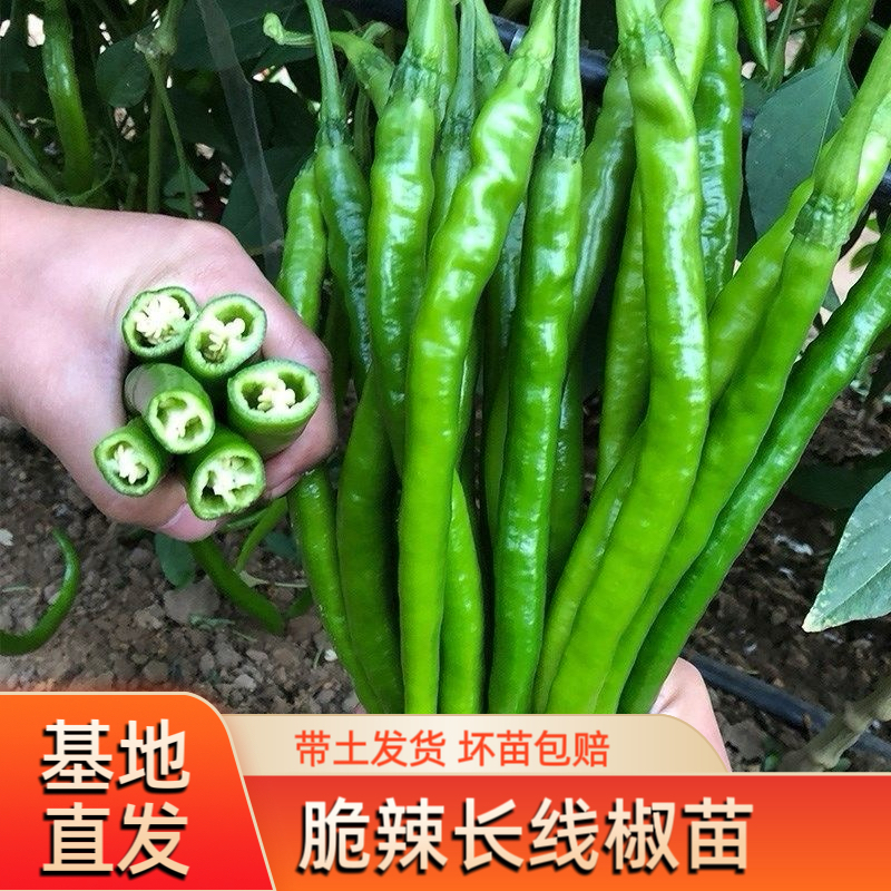 [长线辣椒苗]高产香辣长线二荆条辣椒秧苗室内外阳台种植