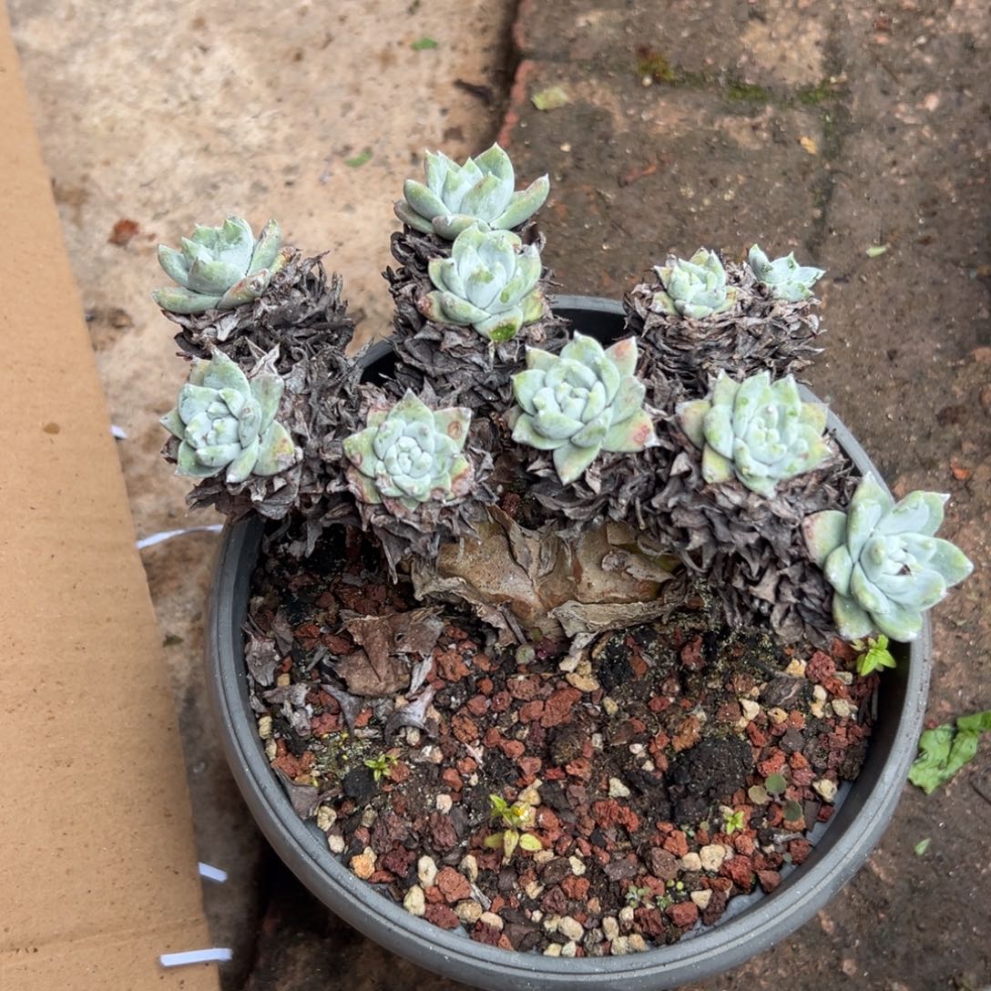 q***n谢谢姐姐～一物一拍2140