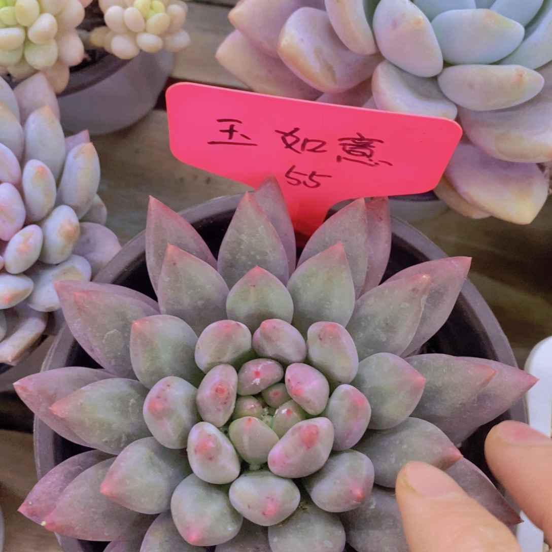 元旦第一场直播，节日快乐