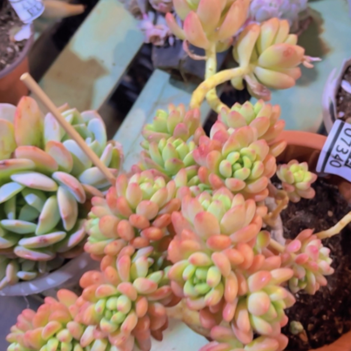 【闪购商品】香格里拉07340