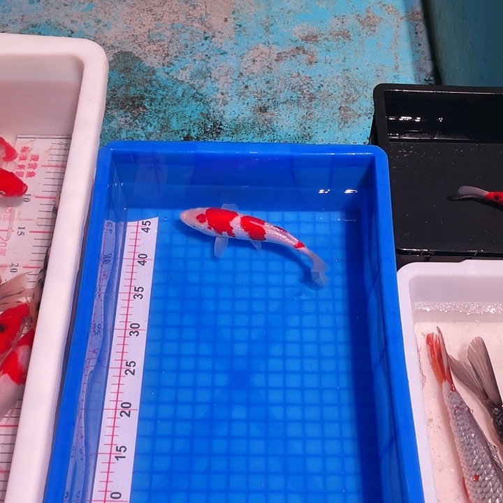 海水鱼二浩锦上锦鲤