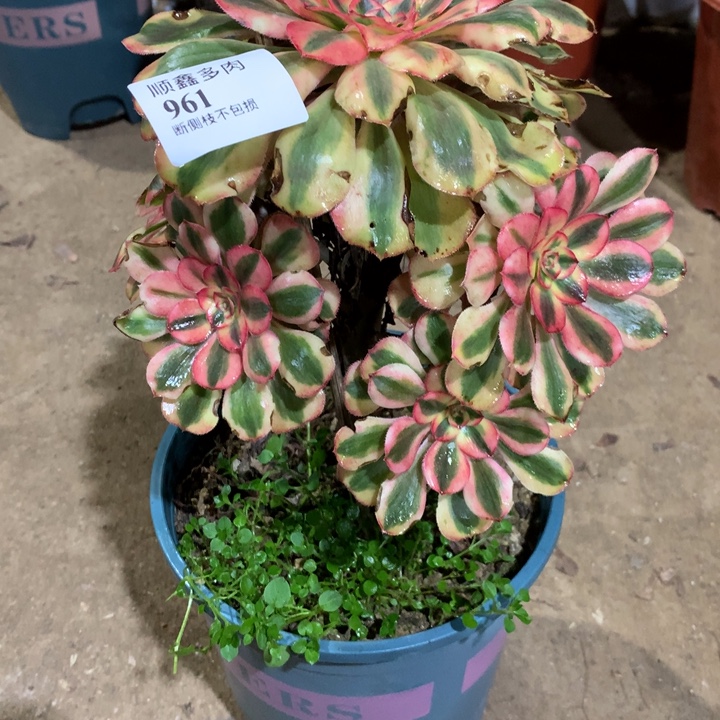961初恋多肉植物特价
