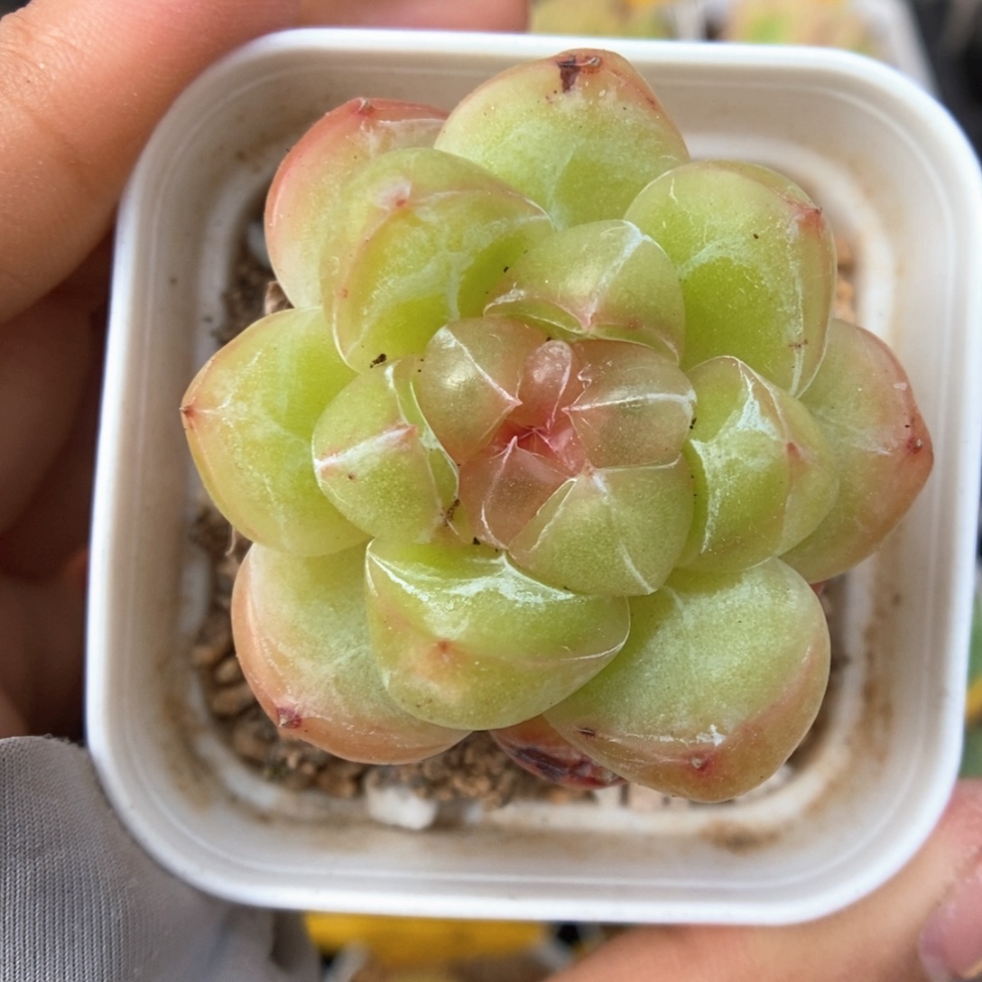 钻心珍妮可拍858号 