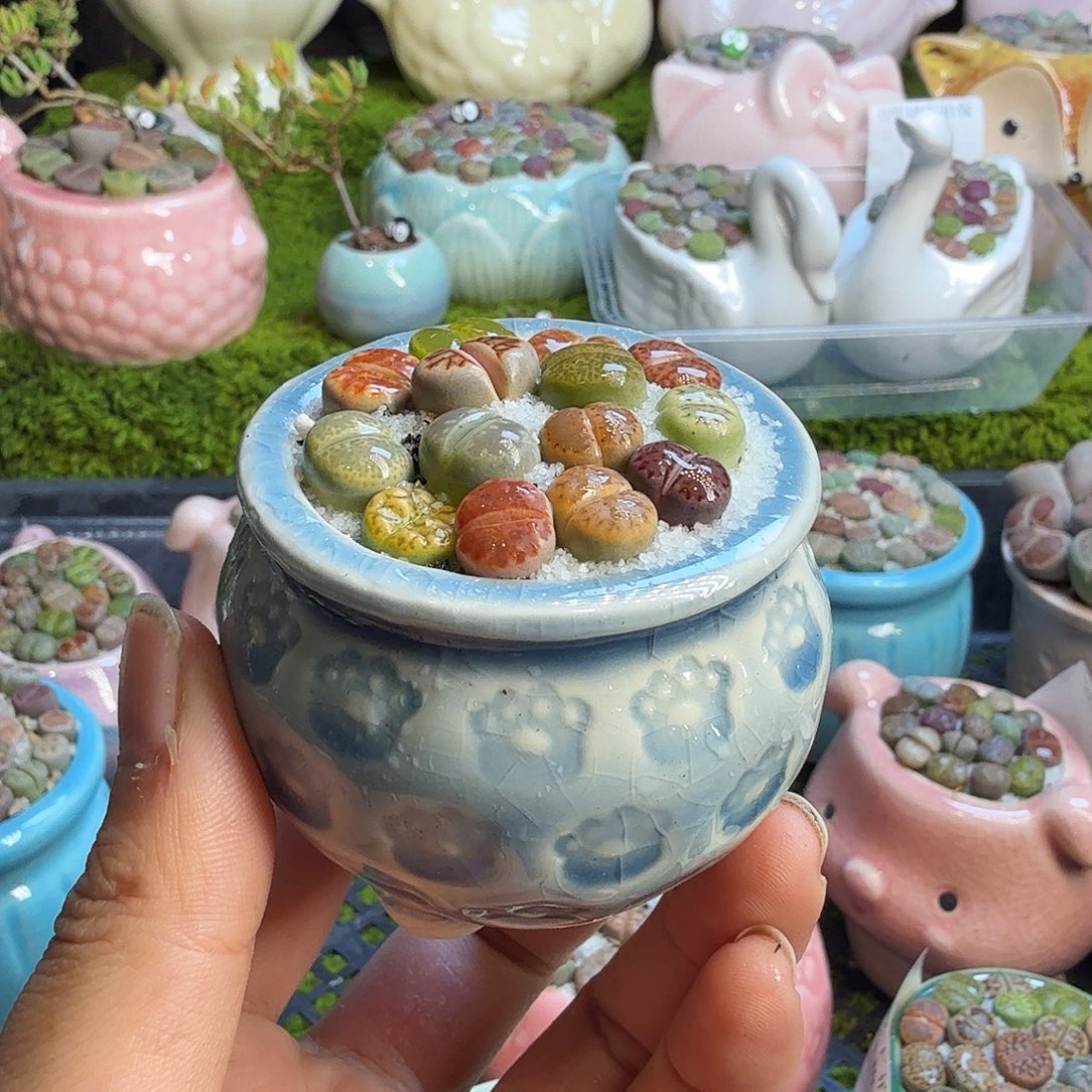 多肉植物的生长发育和1116