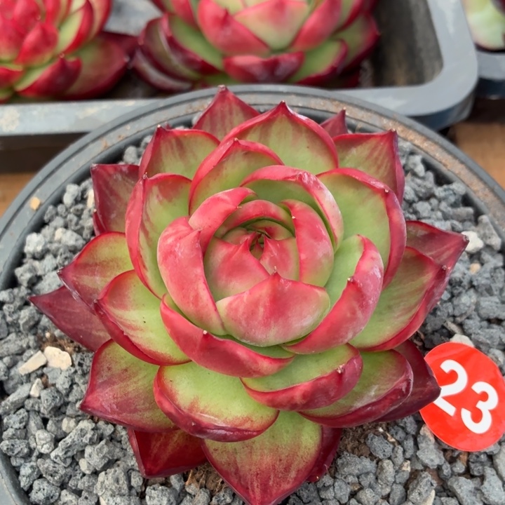 多肉植物惊鸿仙子