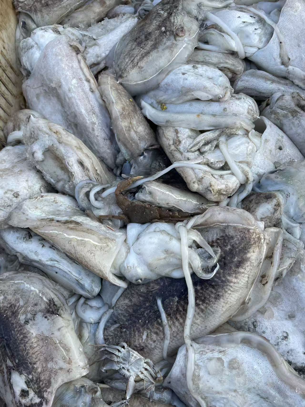 速冻 新鲜墨鱼 4斤 日照发货