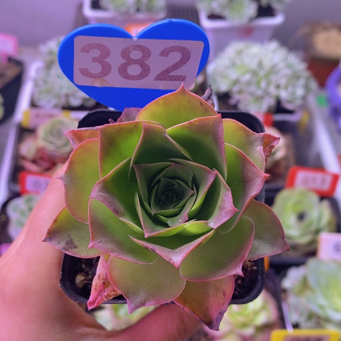 恰****瓜100档 曼陀罗大帕2月份会员已领