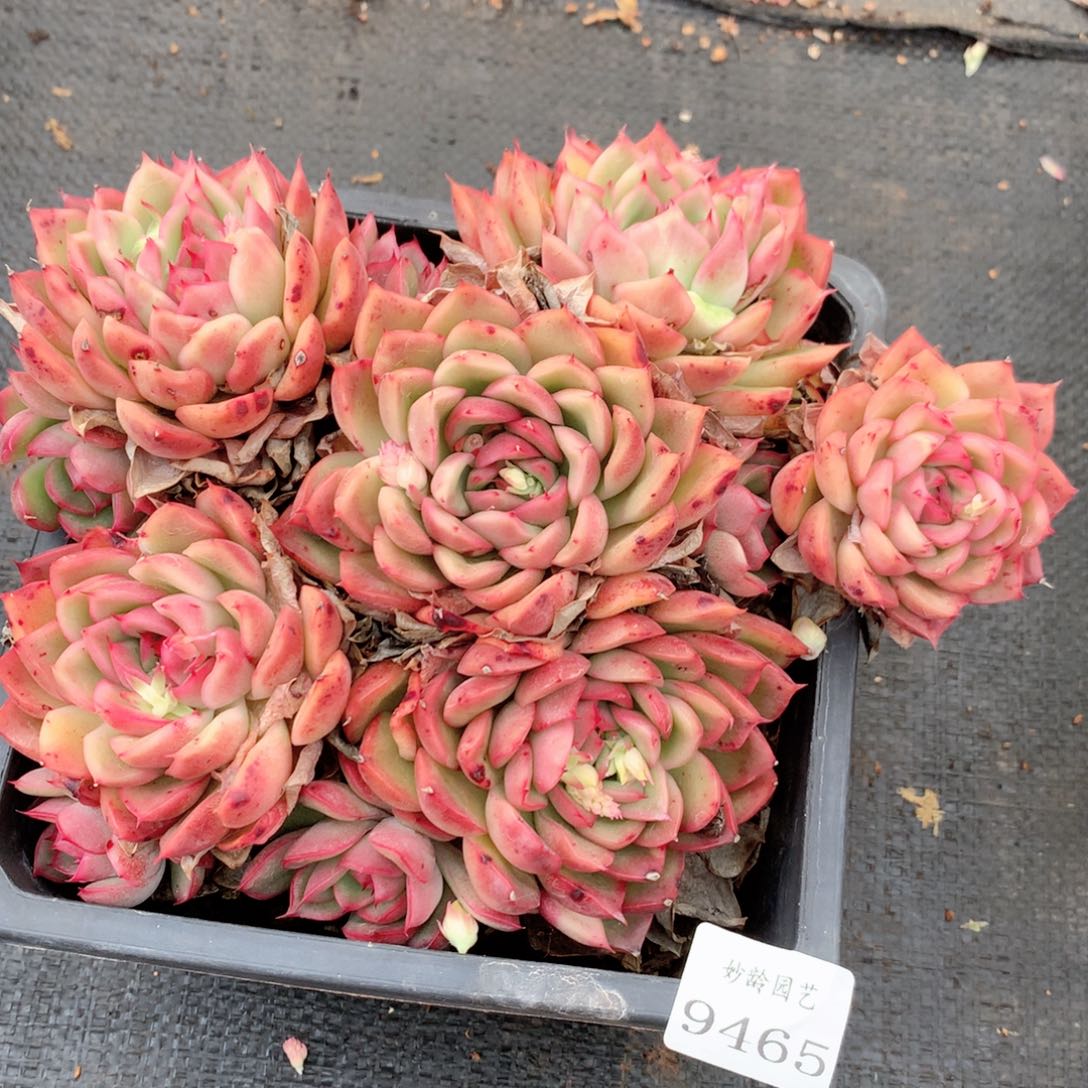 9465新年快乐呀发发发