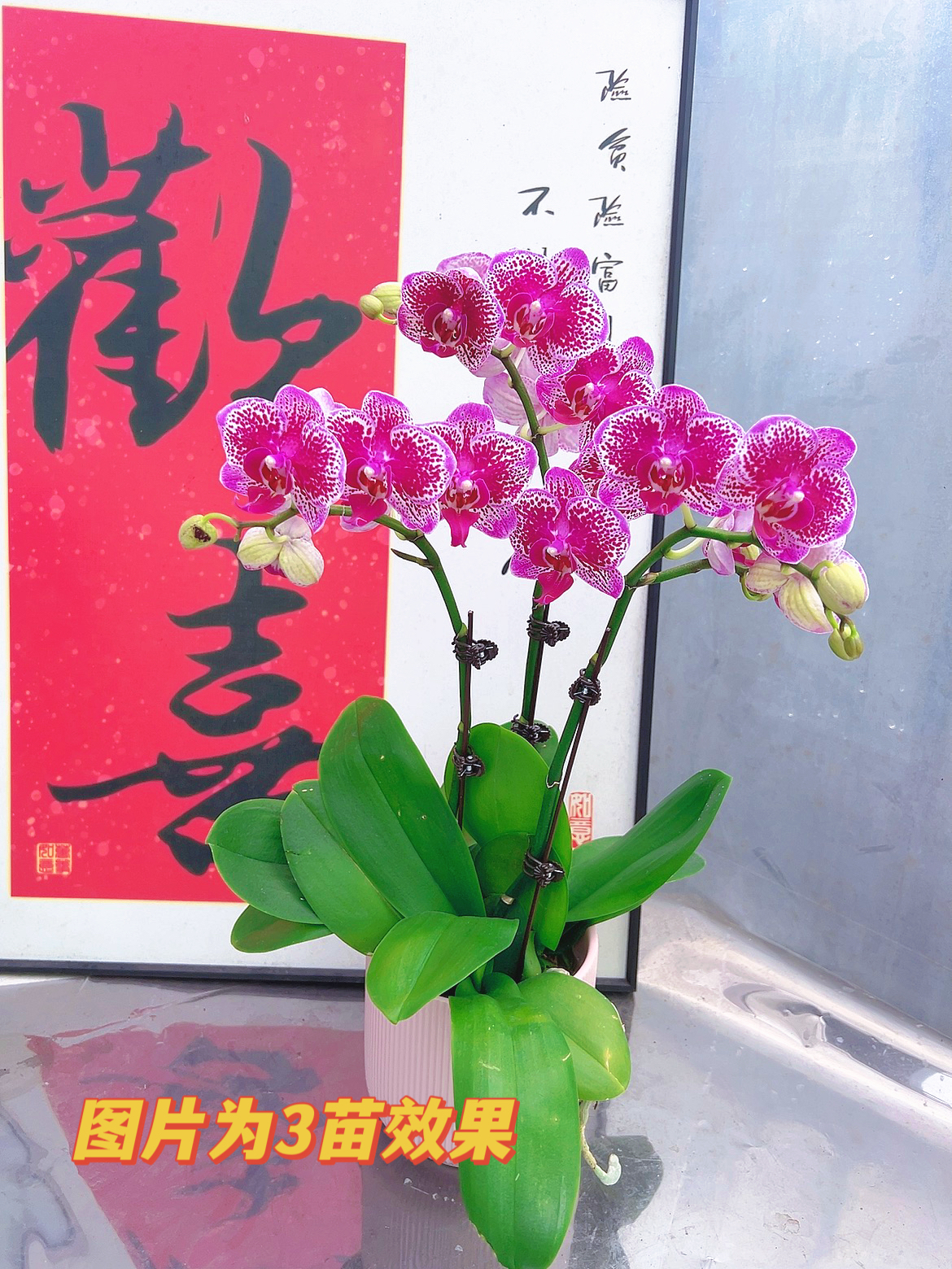 [紫孔雀06]2.8寸紫色斑点纹路中花型蝴蝶兰带花带花苞（招财猫）