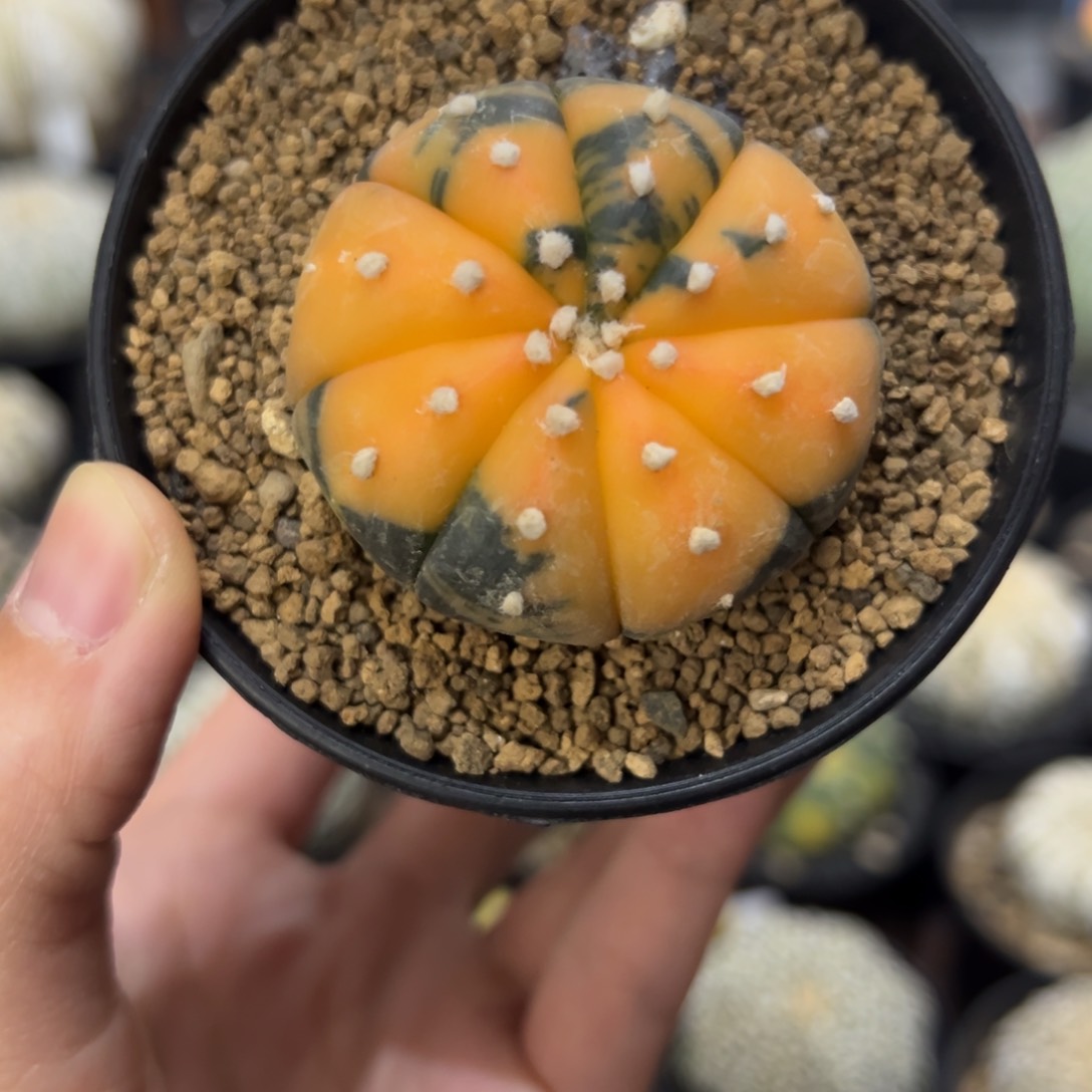 实生兜锦 橘兜 仙人掌科 星球属 多肉植物 懒人植物