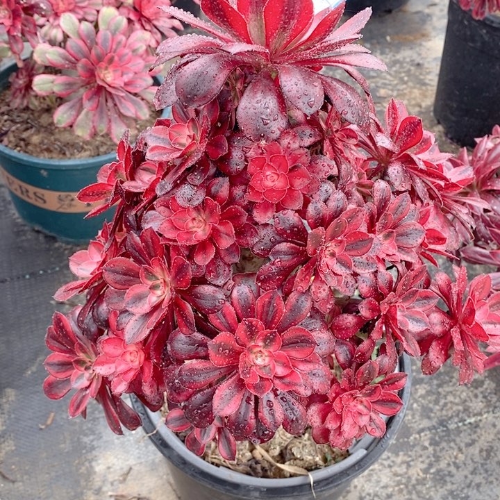 630香奶奶多肉法师