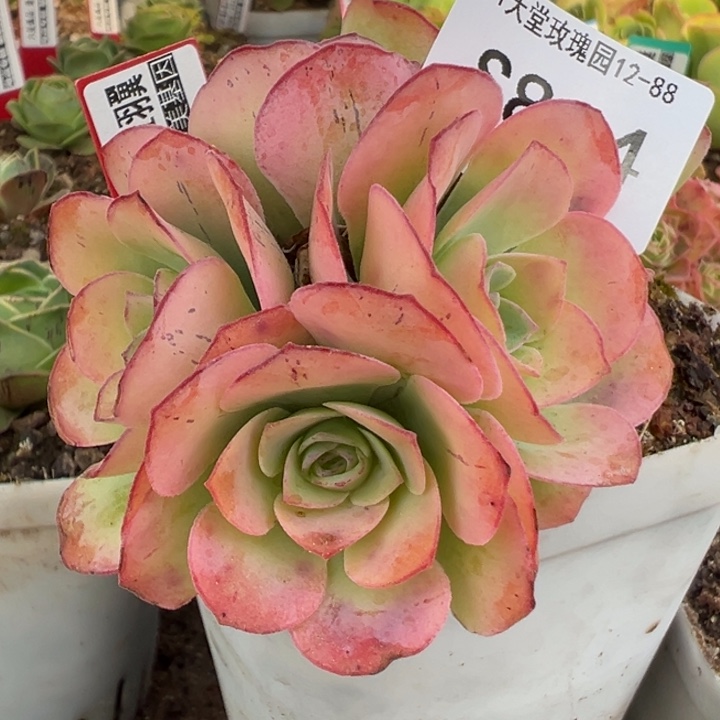 三碗814   彩虹羽翼