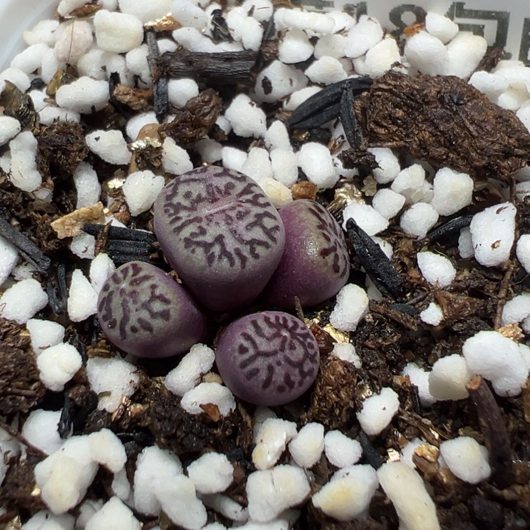 【闪购商品】 1081。    