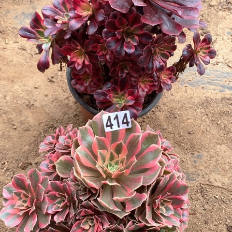 414两颗法师多肉植物