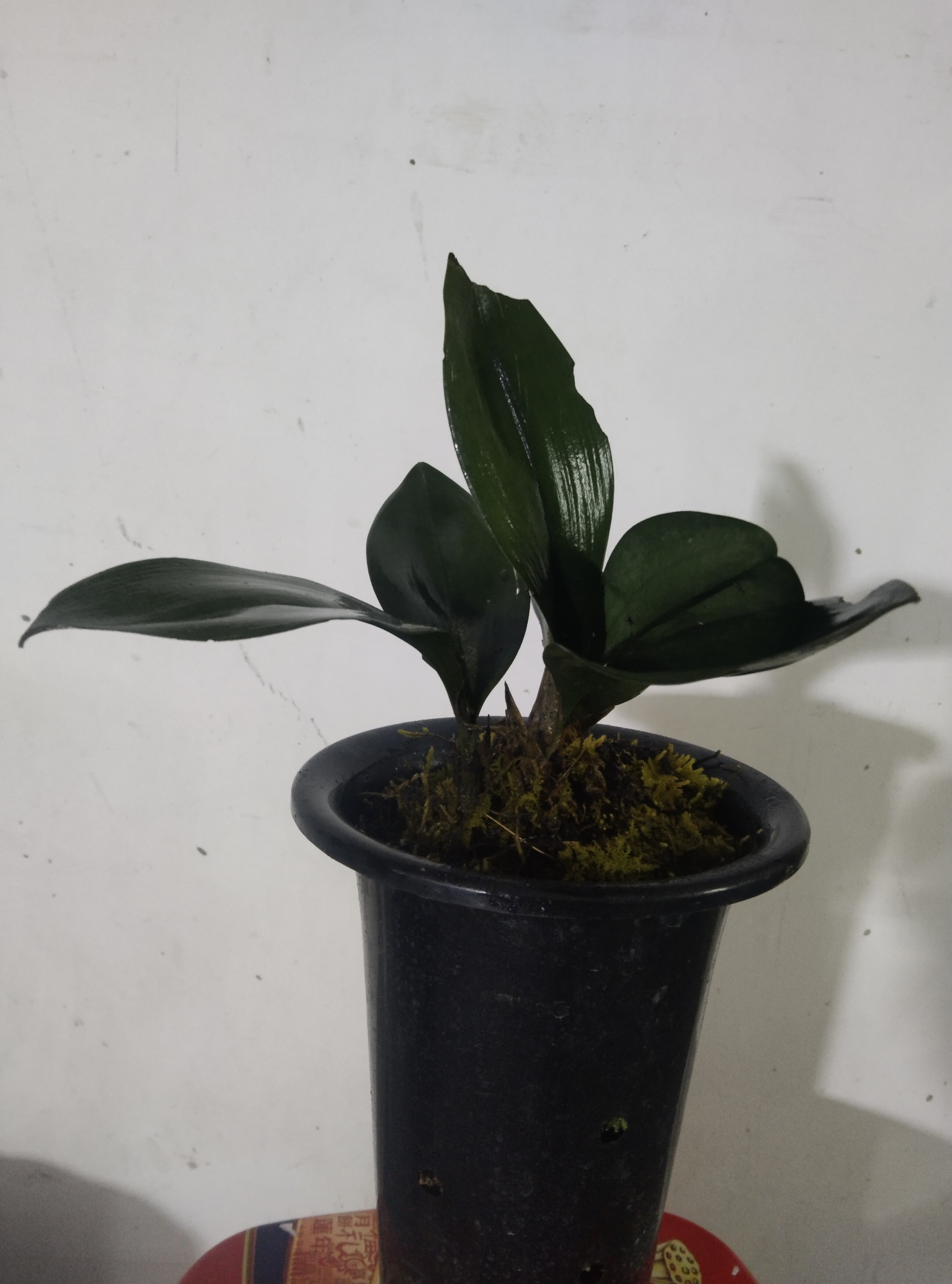 精品磨砂兔花卉盆景花色美丽出价叶面绿色貌美兔耳兰