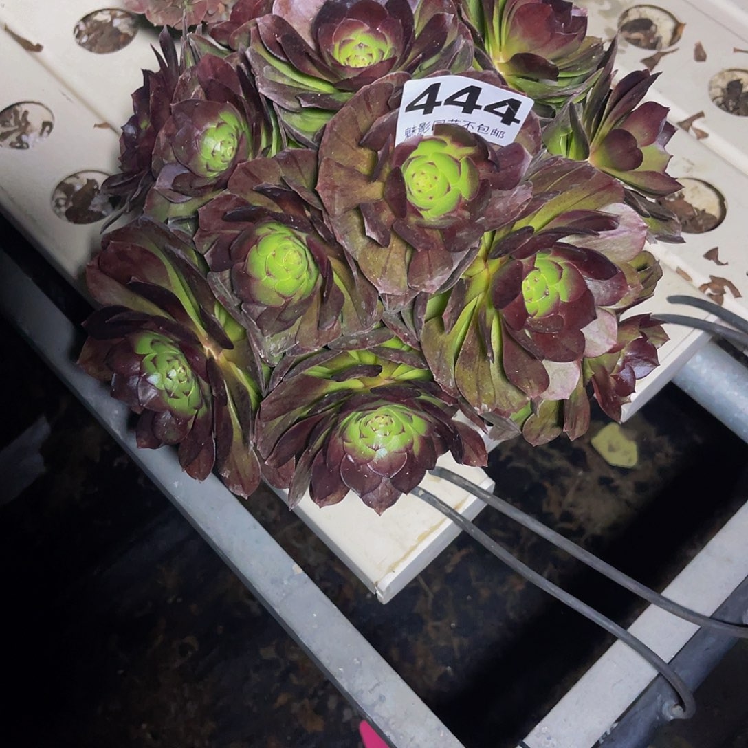 法师法师3-26包邮法师