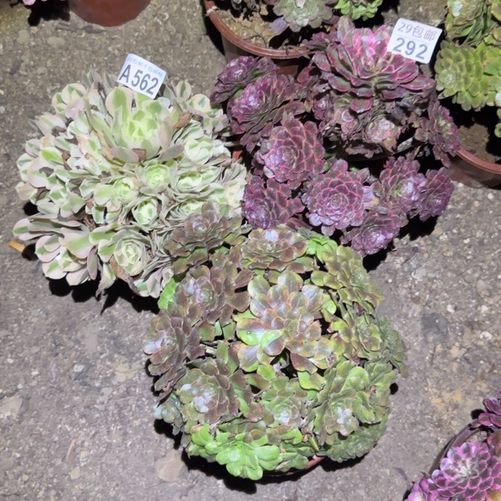 仲***钱3颗……不包断枝……多肉植物的