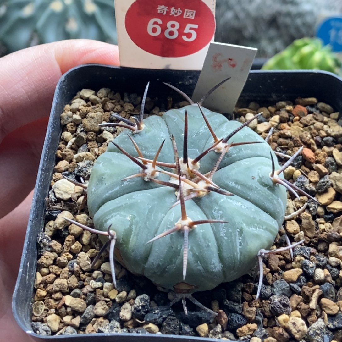 实生尖红丸平丸4.1cm