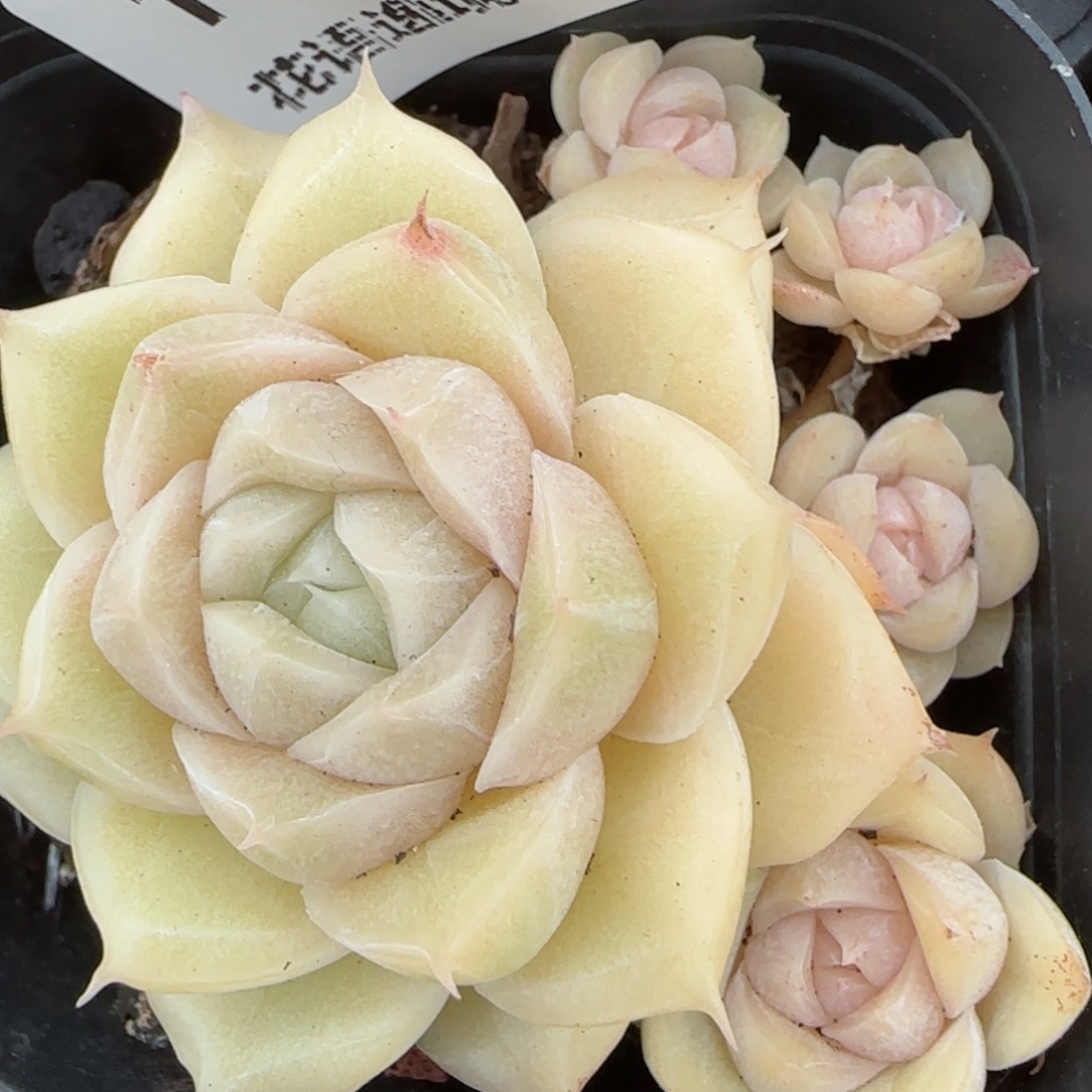 花语逸镜0208-172