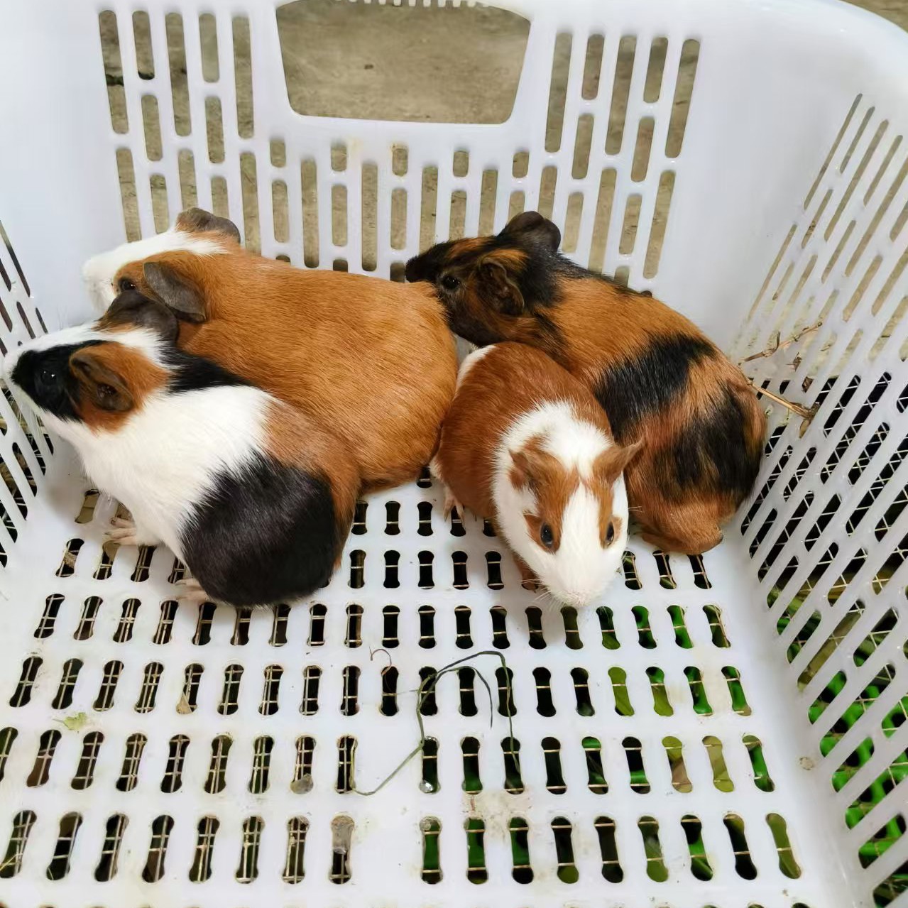 仓鼠豚鼠荷兰猪活体五只两公三母豚鼠大苗