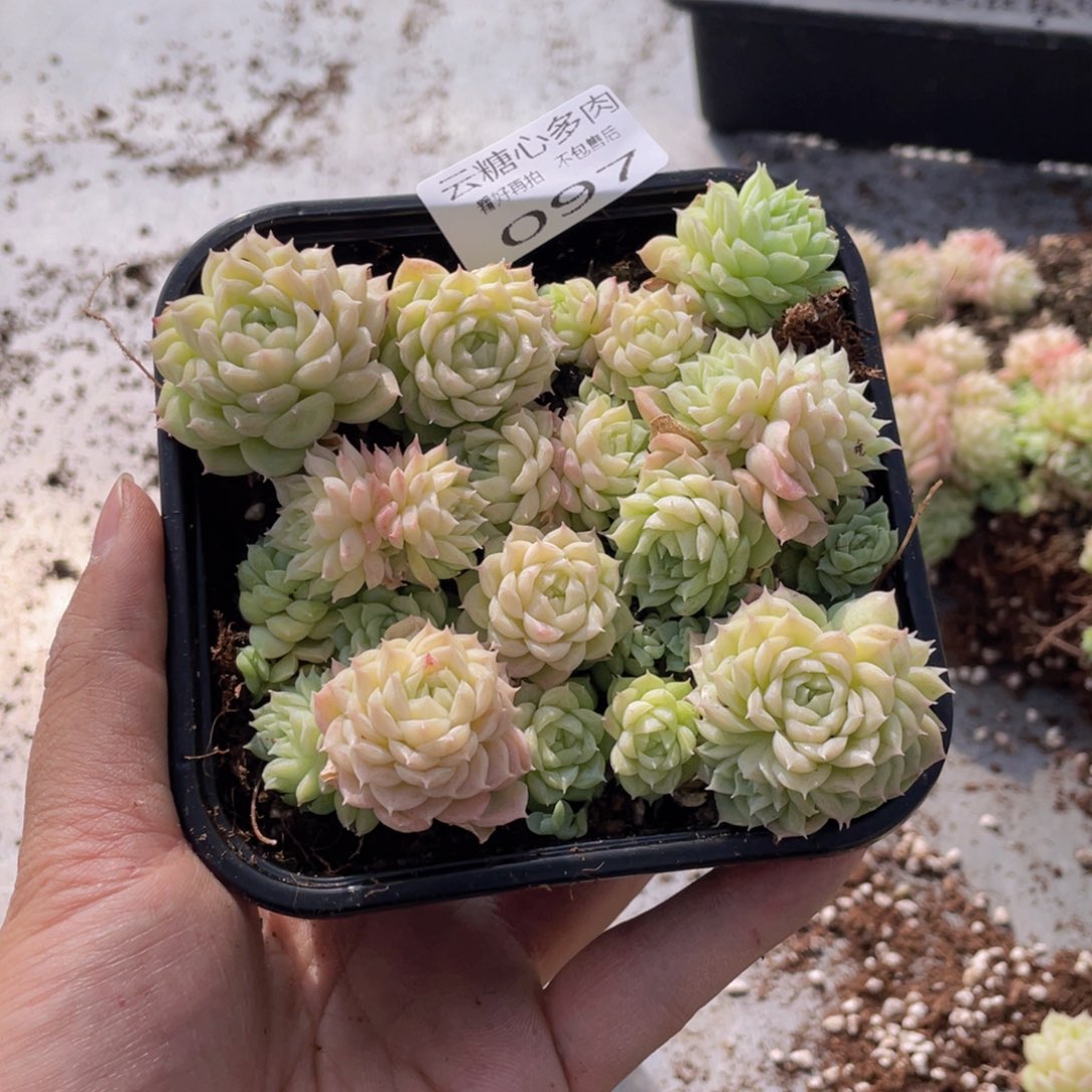 云糖心多肉植物97