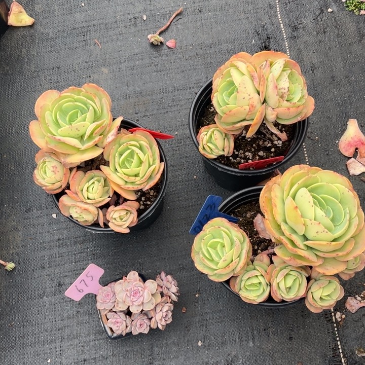 鸡蛋碧桃0123 11 0152红粉佳人675