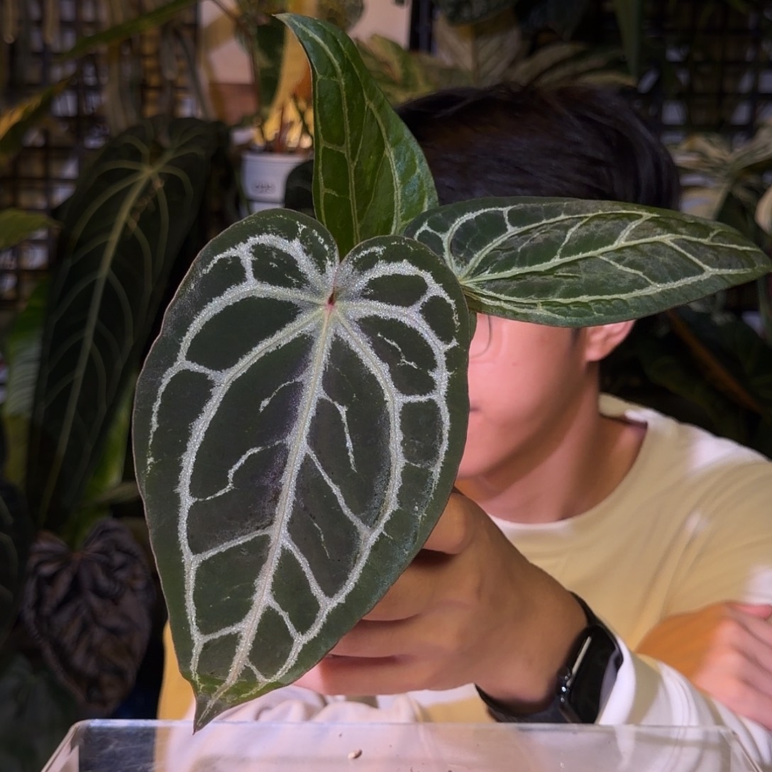 完全开放G120 阿波罗杂SKG