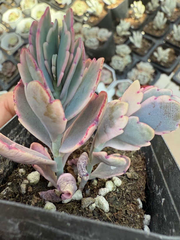 精品玉吊钟多肉植物