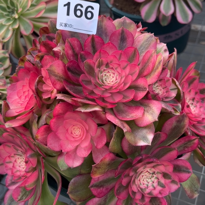 166荔枝22厘米左右