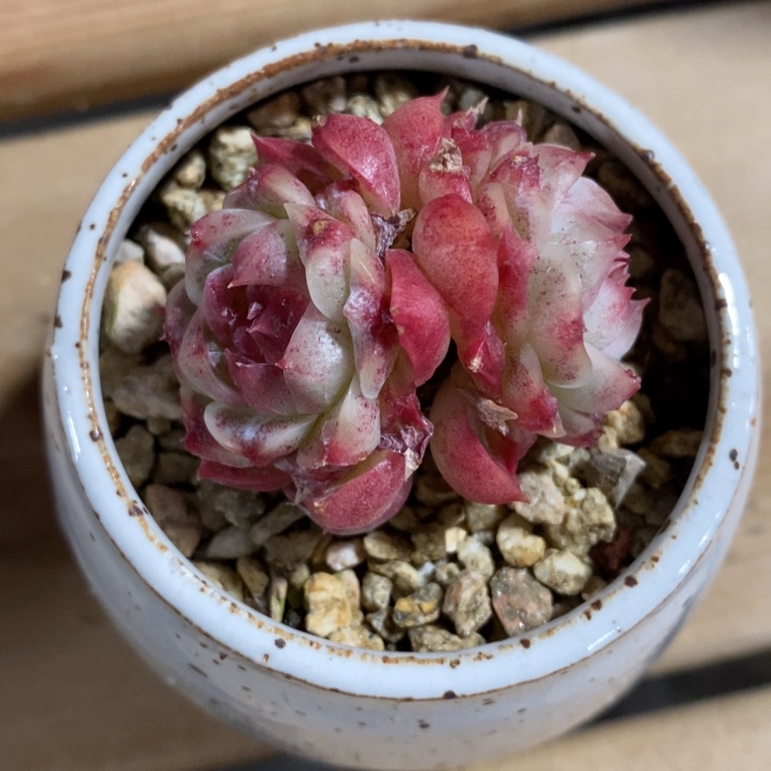 自助下单一物一拍_多肉