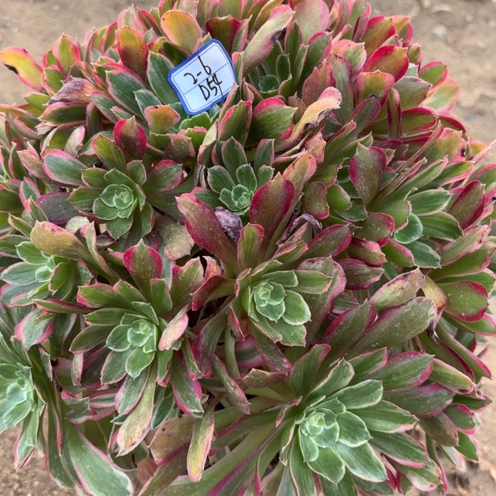 青丝多肉断枝不包54