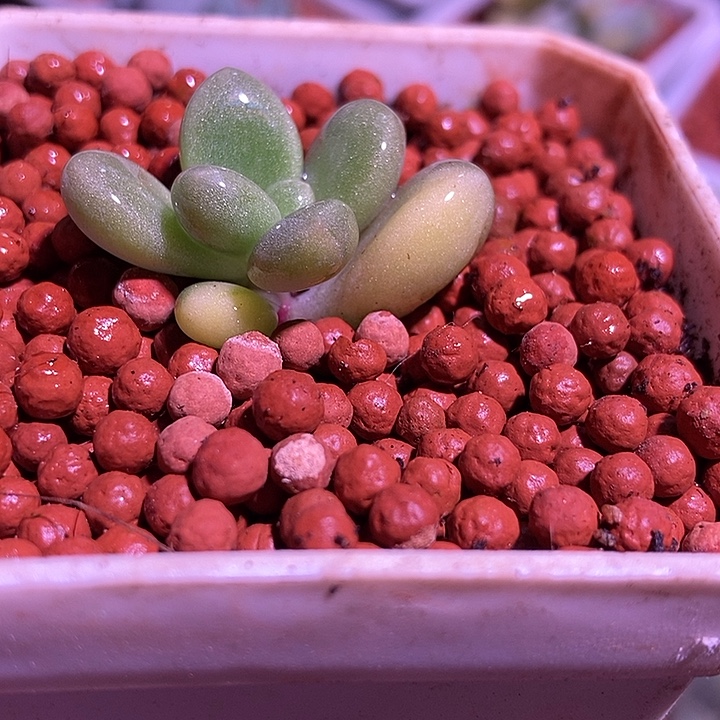美人杂交锦多肉植物