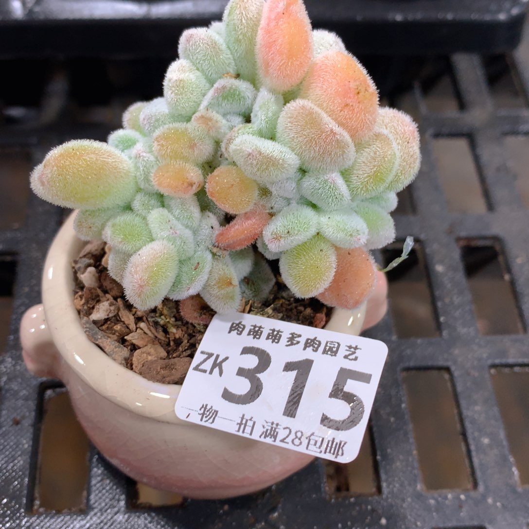 肉萌萌拇指盆精控多肉ZK315