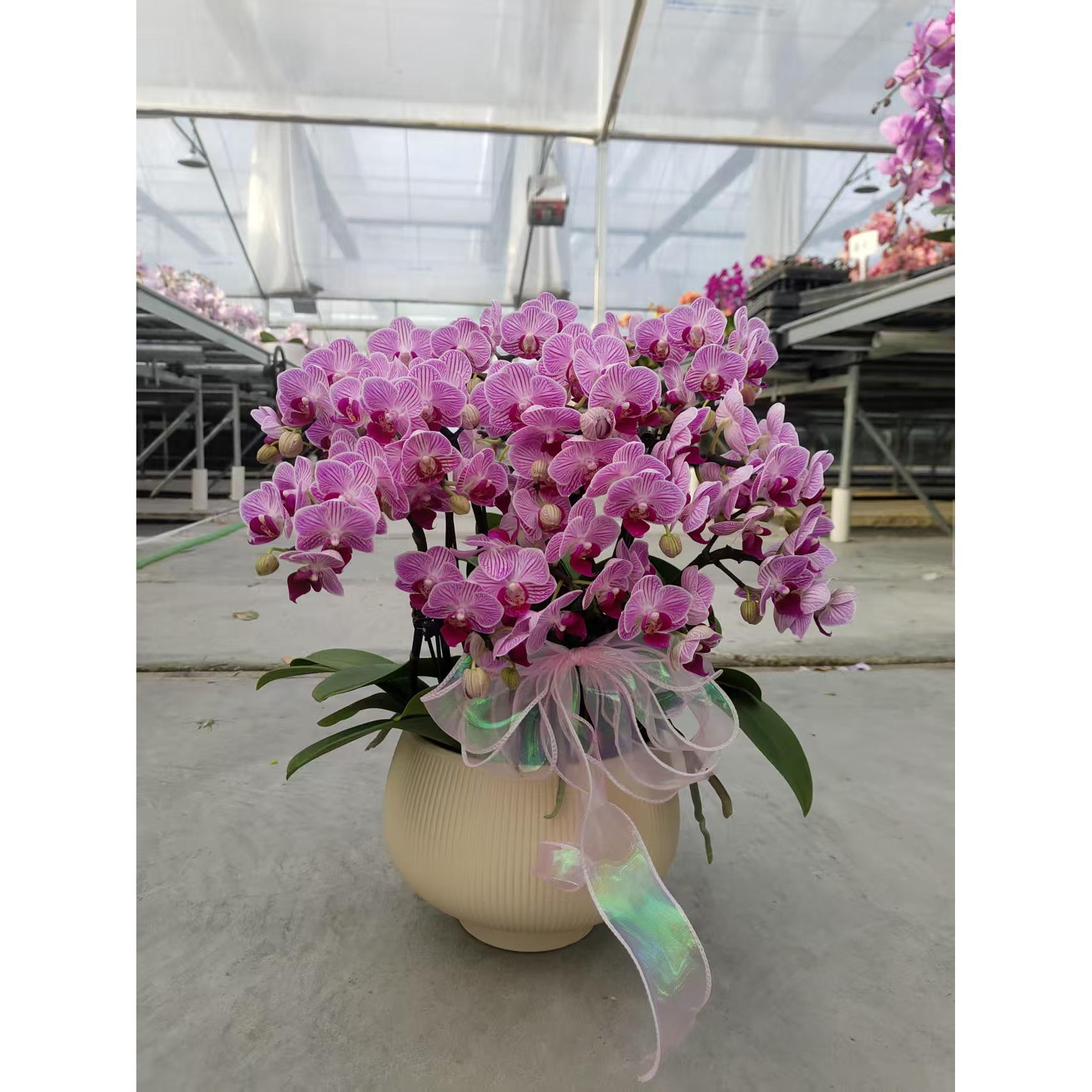 蝴蝶兰【小蜜桃】精致桌面花 好养耐养带花 基地直发