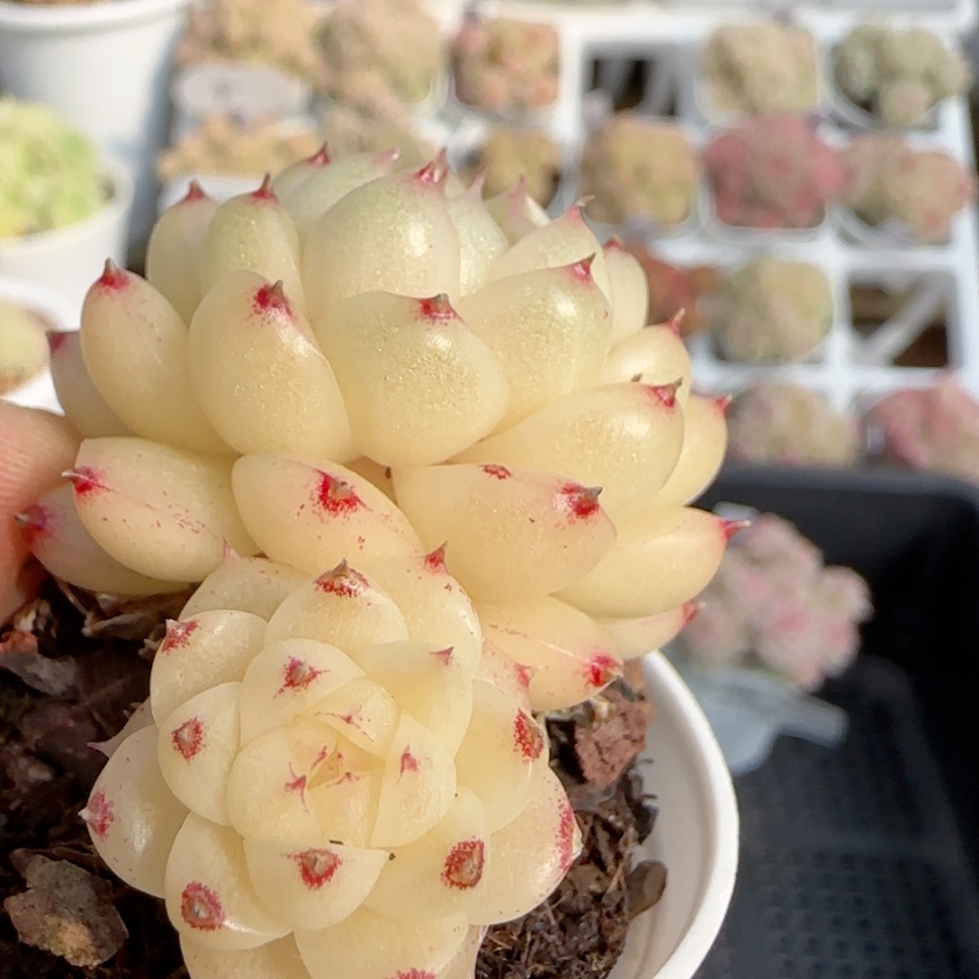 【闪购商品】0123-87包子麦杆