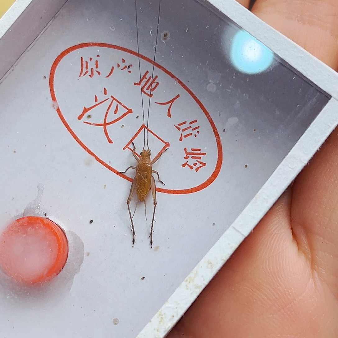 大黄哈哈哈哈哈哈哈